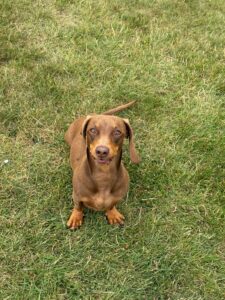 Pet Image